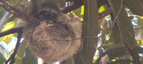 Sloth sighting! 