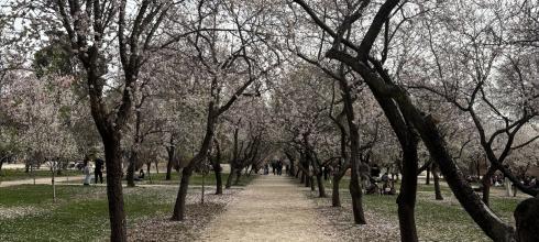 Blooming almond trees in Retiro Park