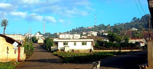 How many dogs can you see in this picture?