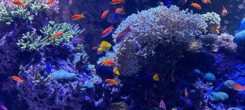From from the Singapore Aquarium! 
