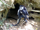 A group of black and white colobus monkeys eating soil from a hole under a tree.