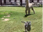 This is a funny still shot from a video my friend took. In the video, the llamas are chasing this dog. 