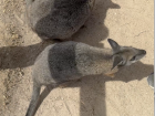 Did you know that, unlike kangaroos, wallabies tend to form smaller family groups or live alone? I think these wallabies were a couple!