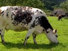 Normande cows, vaches normandes (photo from Wikimedia Commons)