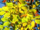 Beech tree leaves (Image from Pixabay)
