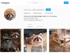 The raccoon cafe's Instagram page!
