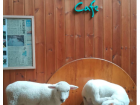 A photo of some adorable sheep from the sheep cafe's Instagram page