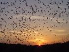 Bats flying out of a cave in New Mexico at sunset (Photo from the National Park Service)