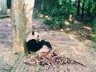 Panda having breakfast
