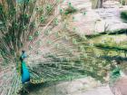 A peacock showing its tail feathers
