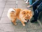 A fluffy chowchow