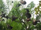 Jacaranda seed pods