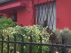 A garden in my neighborhood