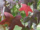 Fall leaves