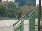 A Chilean hawk