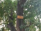 A labeled tree at Museo Parque de las Esculturas