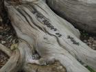 Detail of a sculpture made of natural materials