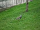 A southern lapwing by the river