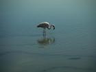 A flamingo in Los Flamencos National Reserve