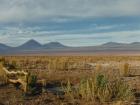 The desert landscape