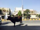 Another cow, but this time it is outside of my building!