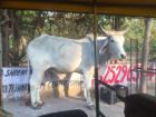 Be careful not to hit a cow in the road while on a motorcycle or in a rickshaw!