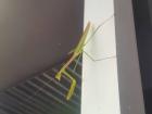 A different mantis at a restaurant
