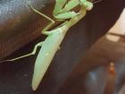 This little mantis used its front arms to climb