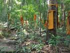 I followed the orange cloths to find my way to the top of Doi Suthep