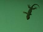 A big old tokay gecko!