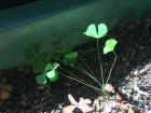 Marsilea quadrifolia