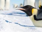 Up close and personal with an Emperor penguin (Photo: Christopher Michel)