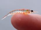 Look at the tiny krill compared to a finger! (Photo: Sophie Webb)