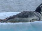 A leopard seal showing off its pointy teeth (Photo: Murray Foubister)