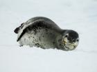 See if you can spot the spots on this ferocious leopard seal! (Photo: Andrew Shiva)