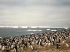 A social group of Adélie penguins gather at their rookery (Photo: Antarctic96)