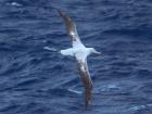 Gliding near the ocean the albatross scans for food (Photo: Murray Foubister)