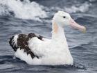 The albatross is right at home in the ocean (Photo: JJ Harrison)