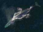 A blue whale in the deep blue sea (Photo: Axelle B)