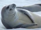 A happy crabeater seal lounging around (Photo: Liam Quinn)