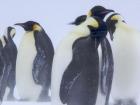 Resilient Emperor penguins braving strong winds (Photo: Ian Duffy)