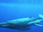 A mother humpback and her calf enjoying a swim (Photo: Whale National Marine Sanctuaries)