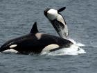 Energetic orcas enjoying themselves during the day (Photo: Jean Beaufort)