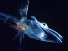 The translucent crocodile icefish looking rather spooky (Photo: Uwe Kils)