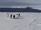Emperor penguins hanging out near the Agulhas II