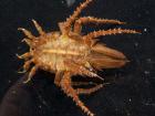 A creepy, crawly, giant isopod (Photo: Museum of Comparative Zoology)