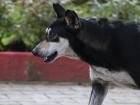 Beautiful dog in the daytime