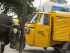 Cows are also part of the traffic problem