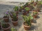 Plants on the roof of the Junior College