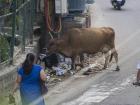 I see cows visit this same trash pile every day